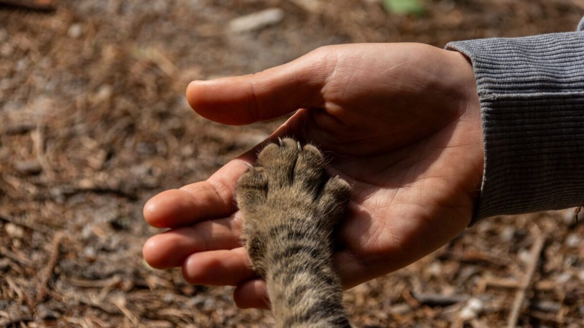 Pata de una gata sobre la mano de una persona, una imagen del duelo por una mascota