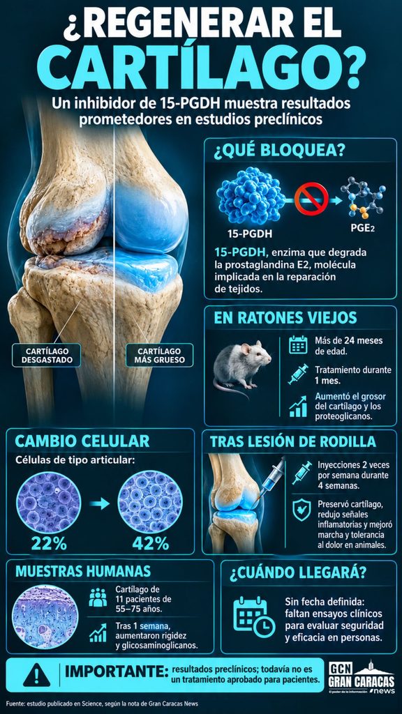 Infografía sobre cómo un inhibidor de la enzima 15-PGDH regeneró el cartílago de rodilla en ratones con artrosis
