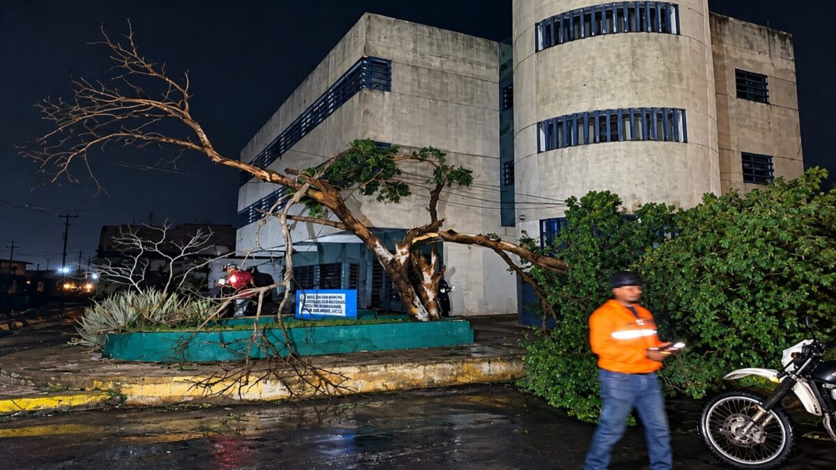 • Lluvias en Punto Fijo: Protección Civil despeja un árbol caído en la calle Urdaneta de Carirubana