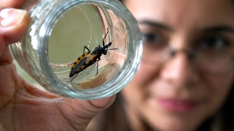 «Los computadores y las televisiones dirigidas hacia las ventanas atraen la afluencia de insectos, entre ellos los chipos»